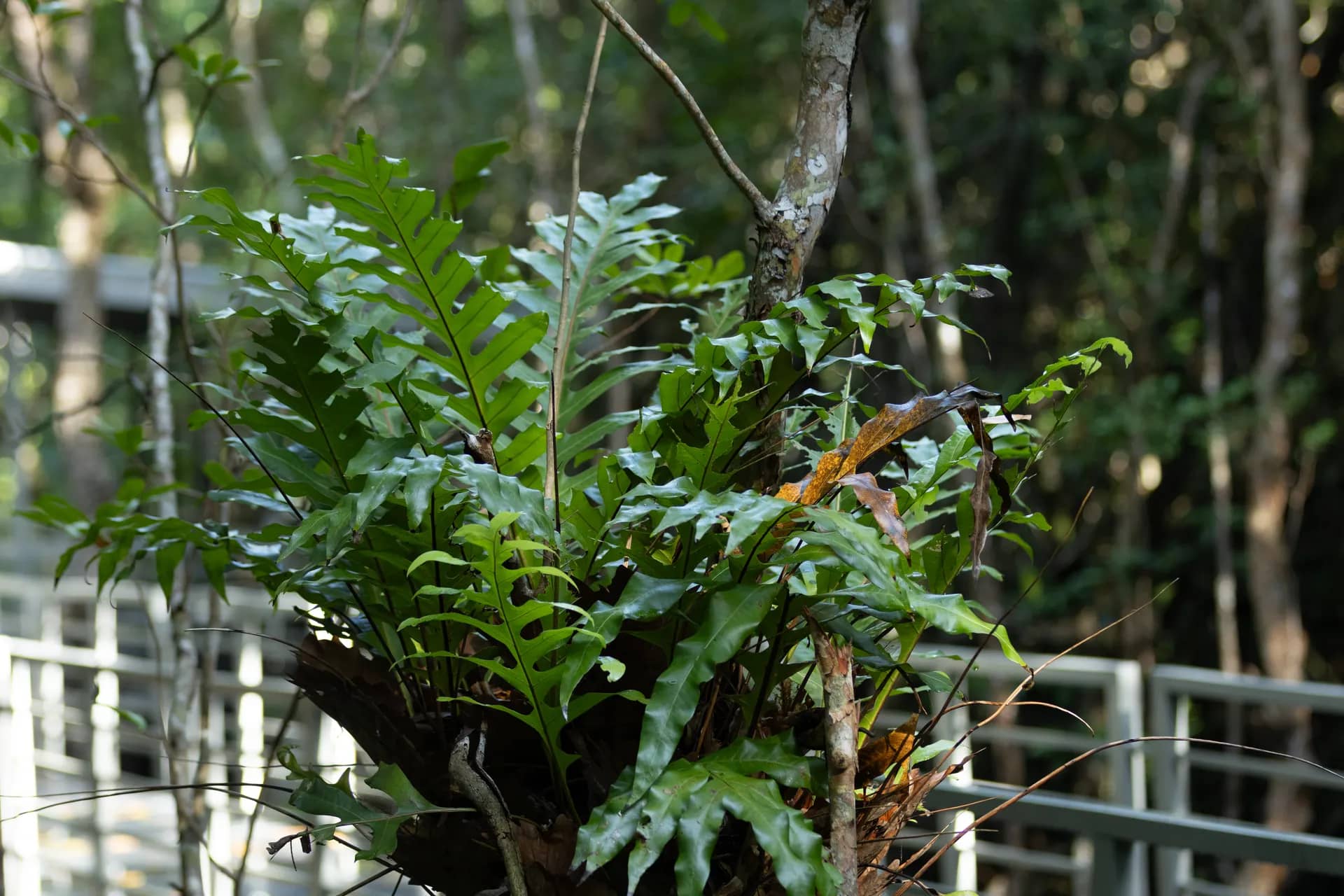 Kinabenuwa Mangrove Swamp