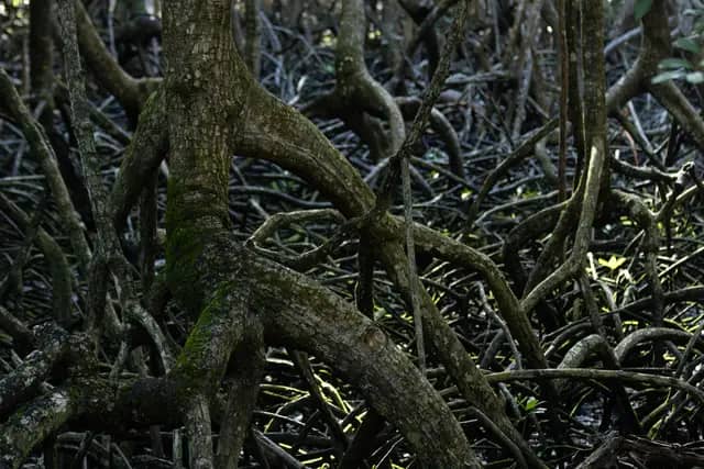 Kinabenuwa Mangrove Swamp