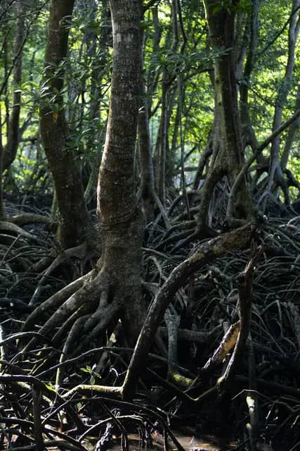 Kinabenuwa Mangrove Swamp