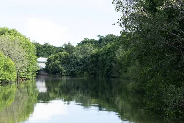 Kinabenuwa Mangrove Swamp