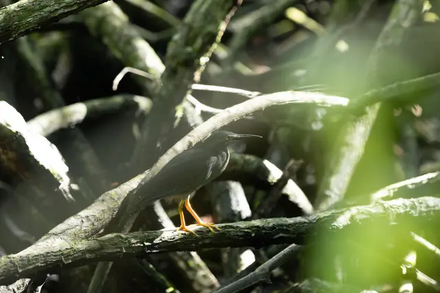 Kinabenuwa Mangrove Swamp