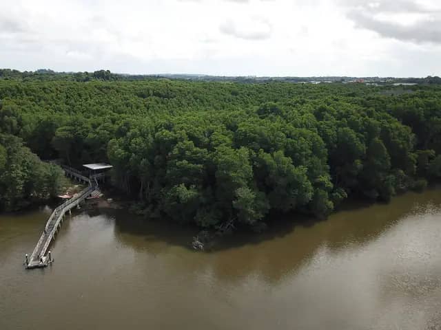 Kinabenuwa Mangrove Swamp