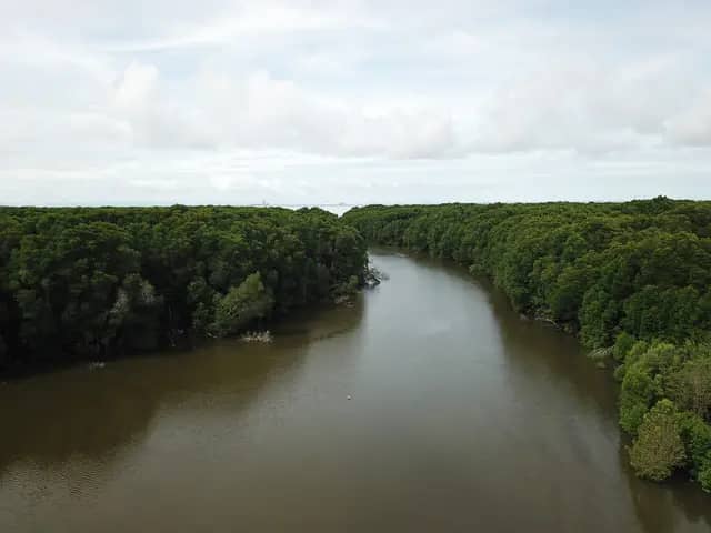 Kinabenuwa Mangrove Swamp