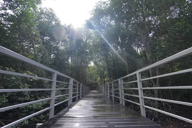 Kinabenuwa Mangrove Swamp