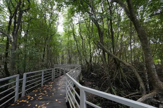 Kinabenuwa Mangrove Swamp