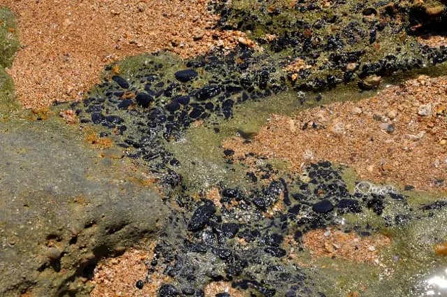 Coal clasts and lenses in the coastal outcrop