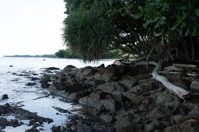 Trace Fossil Tanjung Punei