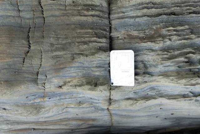 Trace Fossil Tanjung Punei