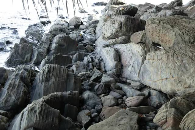 Trace Fossil Tanjung Punei