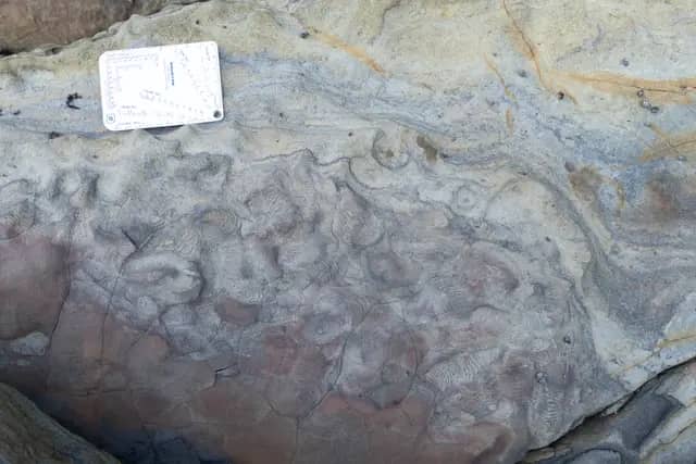 Trace Fossil Tanjung Punei