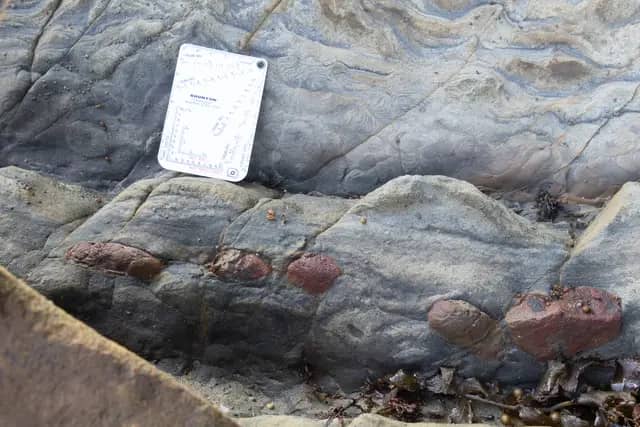 Trace Fossil Tanjung Punei