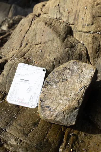 Trace Fossil Tanjung Punei