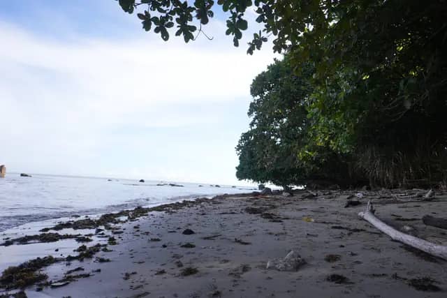 Trace Fossil Tanjung Punei