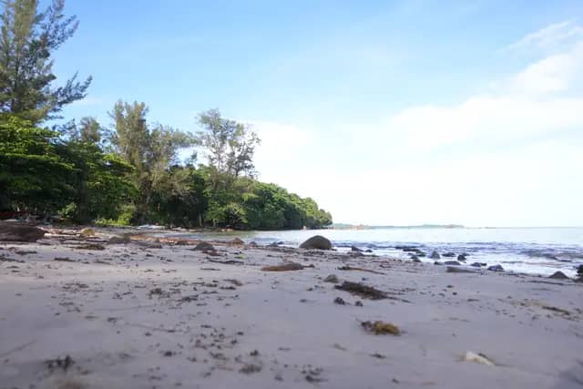 Trace Fossil Tanjung Punei