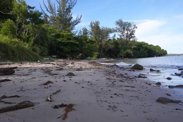 Trace Fossil Tanjung Punei