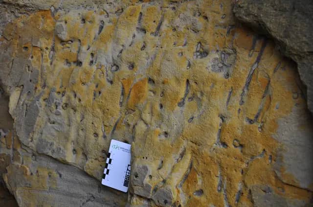 Upper Belait Sandstone Tanjung Batu