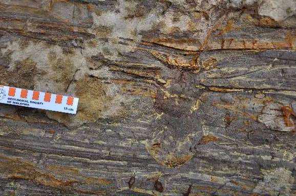 Trace fossil Ophiomorpha sp.