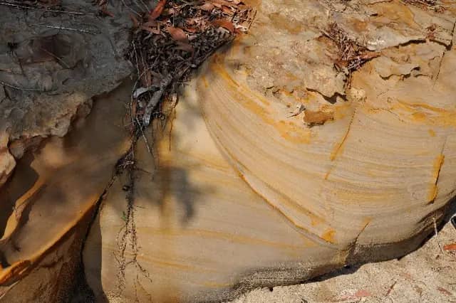Organism burrow structures in the rock