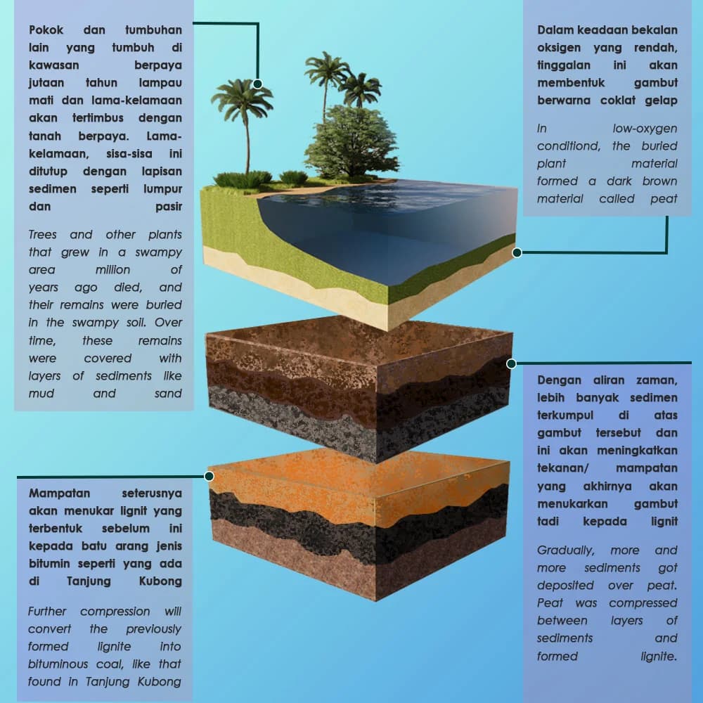 How coal formed at Tanjung Kubong